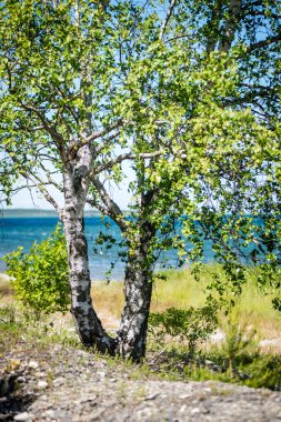 Yaz ormanı ağaçları. doğa yeşil ahşap güneş ışığı arka planı