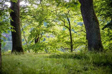 Yaz ormanı ağaçları. doğa yeşil ahşap güneş ışığı arka planı