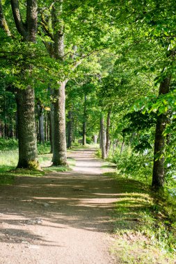 Yaz ormanı ağaçları. doğa yeşil ahşap güneş ışığı arka planı