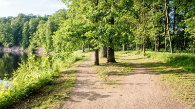 Yaz ormanı ağaçları. doğa yeşil ahşap güneş ışığı arka planı