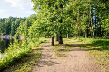 Yaz ormanı ağaçları. doğa yeşil ahşap güneş ışığı arka planı
