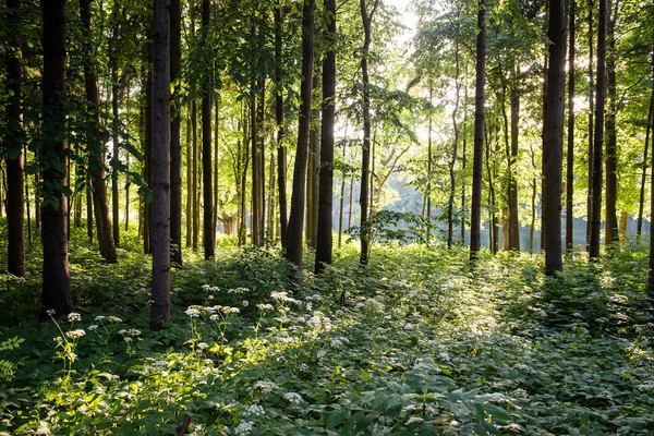 Árboles forestales de verano. naturaleza madera verde luz del sol fondos —  Fotos de Stock