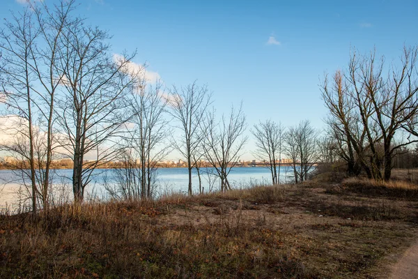 Bosbomen. natuur groen hout zonlicht achtergronden — Stockfoto