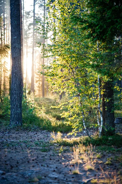 Arbres forestiers d'été. nature vert bois lumière du soleil milieux — Photo