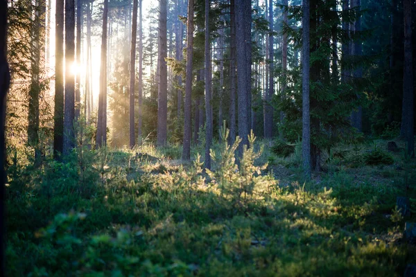 Árboles forestales de verano. naturaleza madera verde luz del sol fondos —  Fotos de Stock