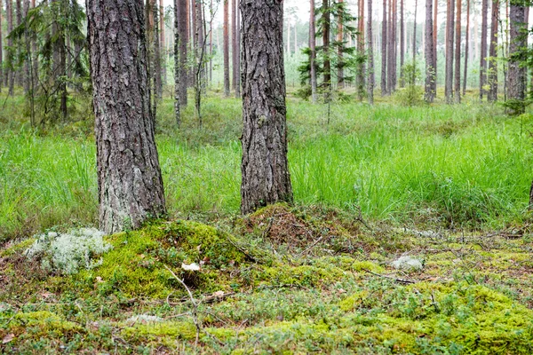 Arbres forestiers d'été. nature vert bois lumière du soleil milieux — Photo