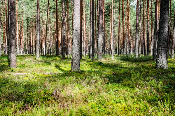 Árboles forestales de verano. naturaleza madera verde luz del sol fondos — Foto de Stock