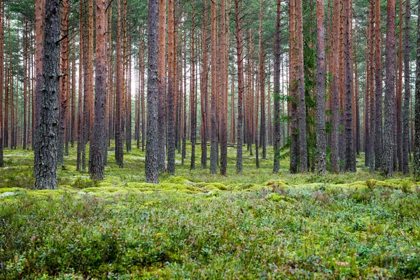 Zomerwoudbomen. natuur groen hout zonlicht achtergronden — Stockfoto