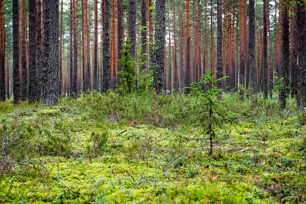 Sommerwaldbäume. Natur grün Holz Sonnenlicht Hintergründe — Stockfoto