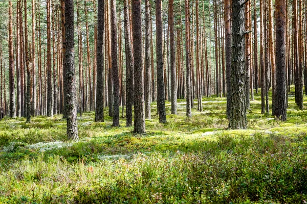 Zomerwoudbomen. natuur groen hout zonlicht achtergronden — Stockfoto