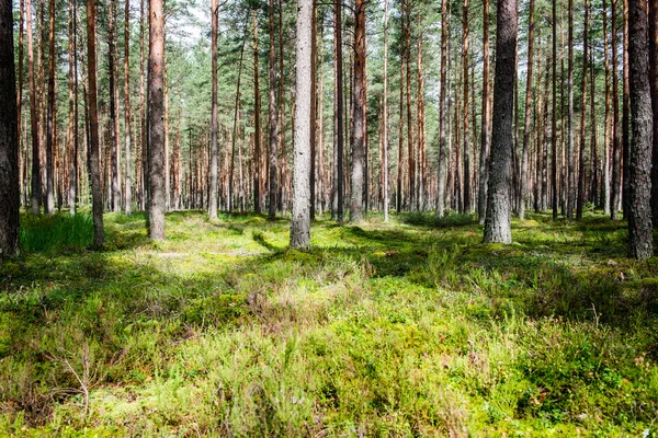 Zomerwoudbomen. natuur groen hout zonlicht achtergronden — Stockfoto