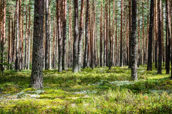 Zomerwoudbomen. natuur groen hout zonlicht achtergronden — Stockfoto