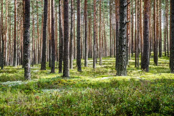 Zomerwoudbomen. natuur groen hout zonlicht achtergronden — Stockfoto