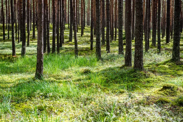 Zomerwoudbomen. natuur groen hout zonlicht achtergronden — Stockfoto