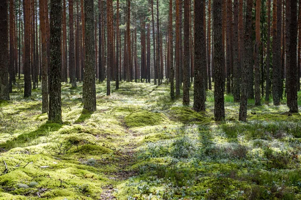 여름 숲 속 의나무들. 자연의 푸른 나무 햇살 배경 — 스톡 사진