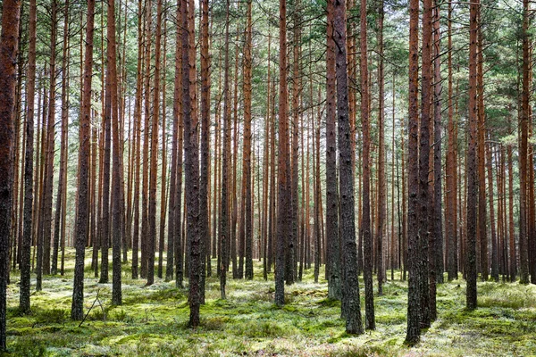 Zomerwoudbomen. natuur groen hout zonlicht achtergronden — Stockfoto