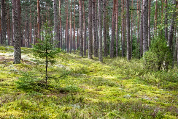 Alberi forestali estivi. natura verde legno luce del sole sfondi — Foto Stock