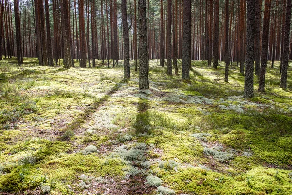 여름 숲 속 의나무들. 자연의 푸른 나무 햇살 배경 — 스톡 사진
