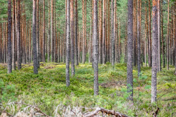 Zomerwoudbomen. natuur groen hout zonlicht achtergronden — Stockfoto