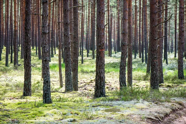 Zomerwoudbomen. natuur groen hout zonlicht achtergronden — Stockfoto