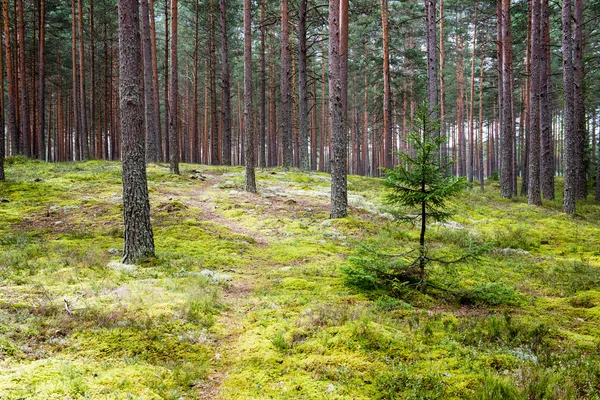 Літні лісові дерева. природа зелене дерево фони сонячного світла — стокове фото