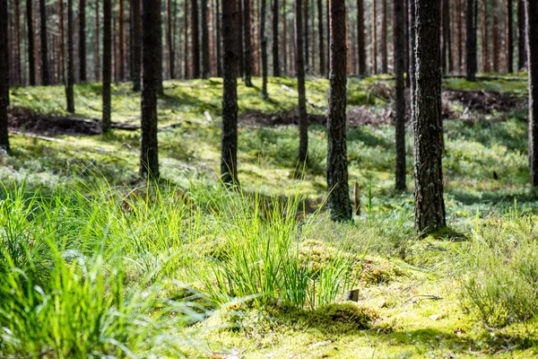 Árvores de floresta de verão. natureza verde madeira fundos de luz solar — Fotografia de Stock