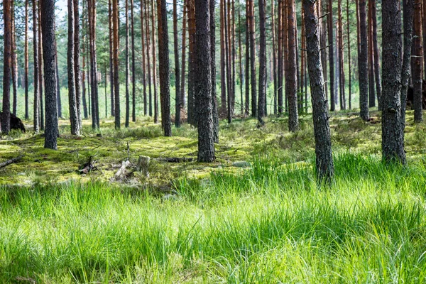 Літні лісові дерева. природа зелене дерево фони сонячного світла — стокове фото