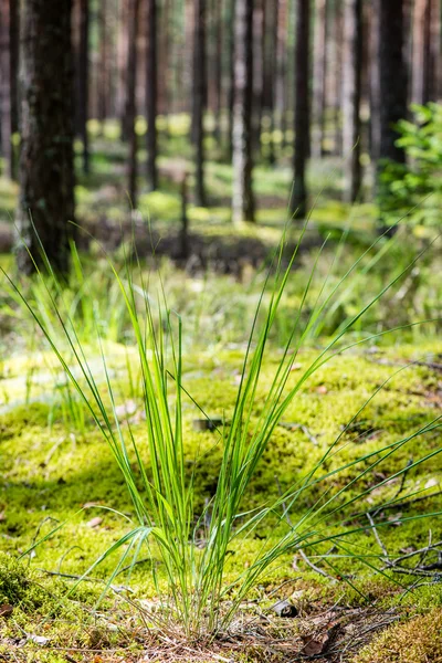 Letní lesní stromy. příroda zelené dřevo slunce pozadí — Stock fotografie