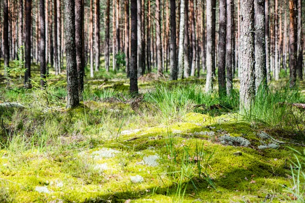 Nyári erdők. természet zöld fa napfény hátterek — Stock Fotó