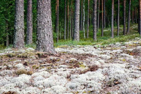 Alberi della foresta. natura verde legno luce del sole sfondi — Foto Stock