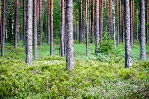 Árboles forestales de verano. naturaleza madera verde luz del sol fondos — Foto de Stock