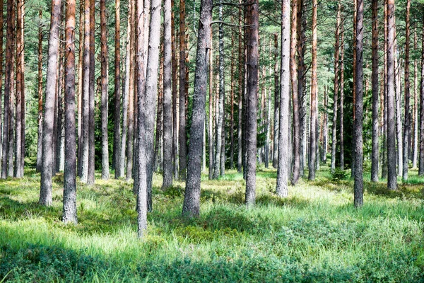 Zomerwoudbomen. natuur groen hout zonlicht achtergronden — Stockfoto