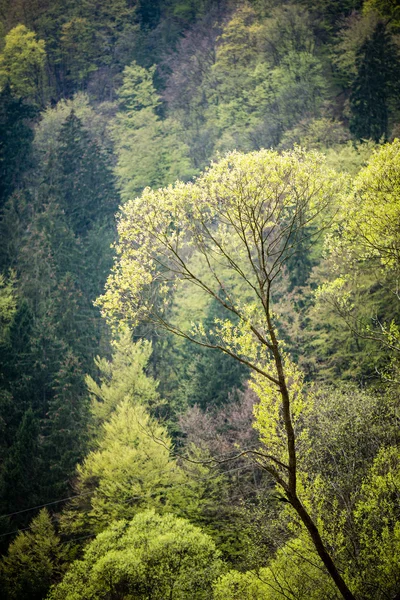 Alberi della foresta. natura verde legno luce del sole sfondi — Foto Stock