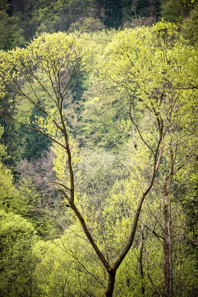 Alberi della foresta. natura verde legno luce del sole sfondi — Foto Stock