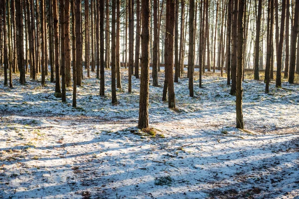 Leśne drzewa. natura zielone drewno sunlight tła — Zdjęcie stockowe