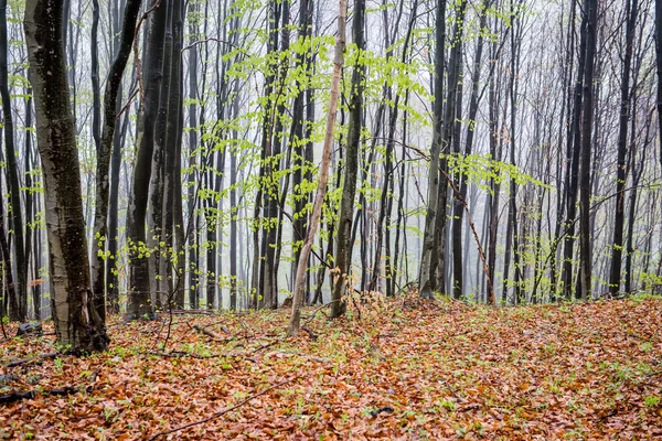 Alberi della foresta. natura verde legno luce del sole sfondi — Foto Stock