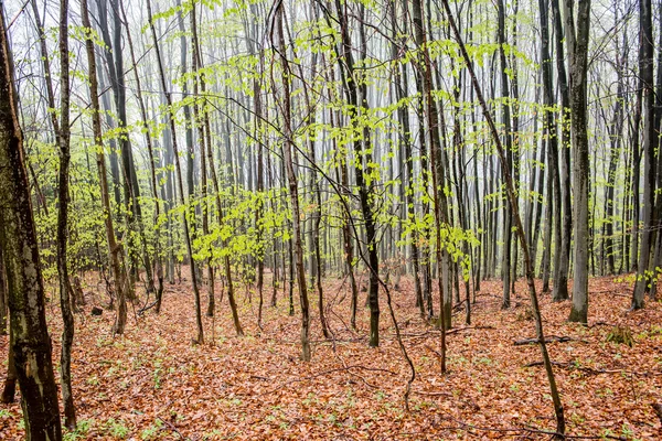 Alberi della foresta. natura verde legno luce del sole sfondi — Foto Stock