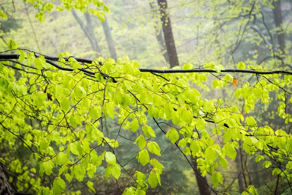 Лесные деревья. природа зеленая древесина солнечный свет фон — стоковое фото