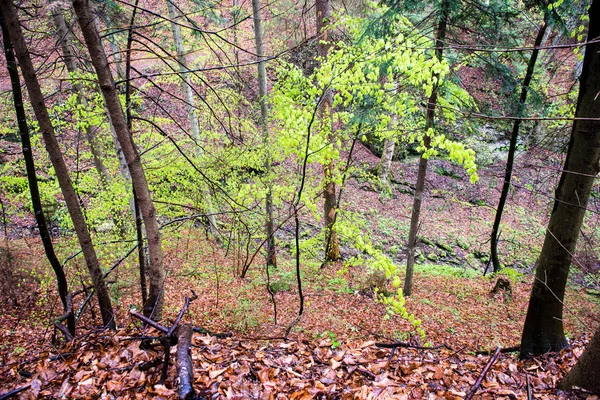 Skogsträd. natur grönt trä solljus bakgrunder — Stockfoto