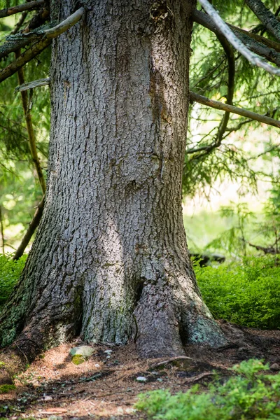 Καλοκαιρινά δάση. φυσικό πράσινο φόντο φως του ήλιου ξύλο — Φωτογραφία Αρχείου