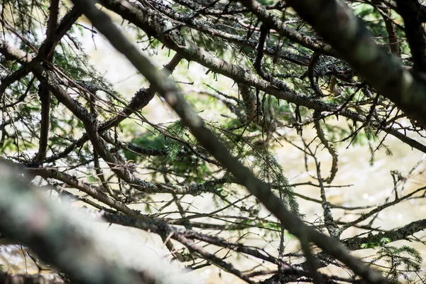 Alberi forestali estivi. natura verde legno luce del sole sfondi — Foto Stock