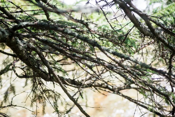 Árboles forestales de verano. naturaleza madera verde luz del sol fondos — Foto de Stock