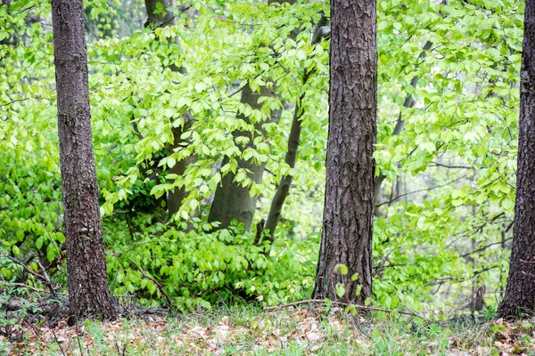 Árboles forestales de verano. naturaleza madera verde luz del sol fondos — Foto de Stock