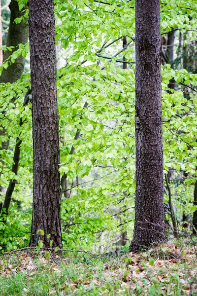 Árvores de floresta de verão. natureza verde madeira fundos de luz solar — Fotografia de Stock