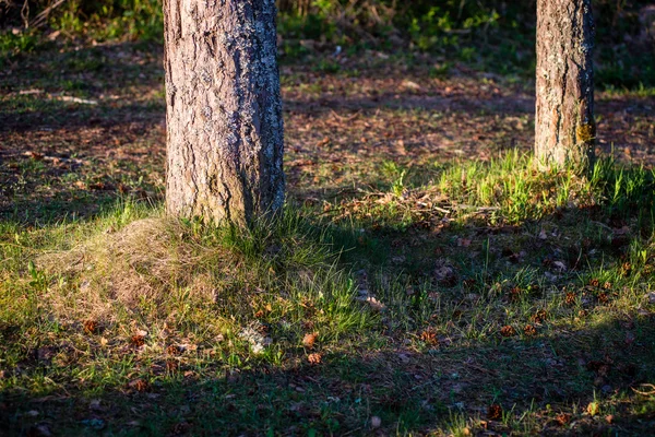 Sommarskogsträd. natur grönt trä solljus bakgrunder — Stockfoto