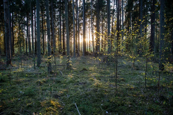 Sommarskogsträd. natur grönt trä solljus bakgrunder — Stockfoto