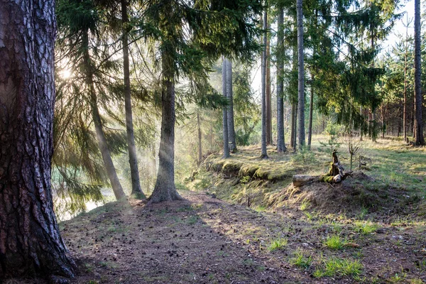 Letnie drzewa leśne. natura zielone drewno sunlight tła — Zdjęcie stockowe