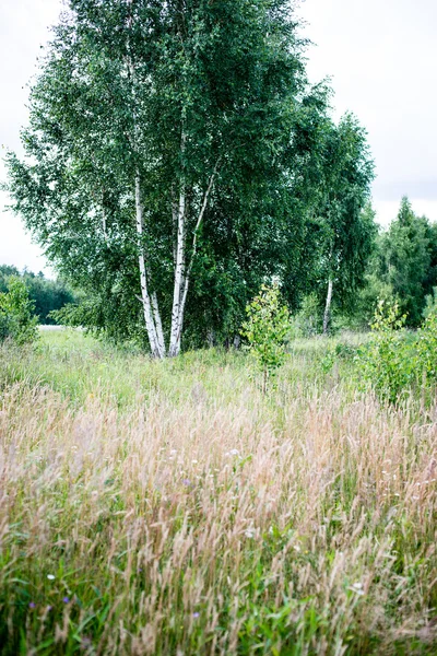 Árboles forestales de verano. naturaleza madera verde luz del sol fondos — Foto de Stock