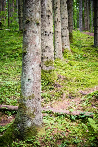 Arbres forestiers d'été. nature vert bois lumière du soleil milieux — Photo