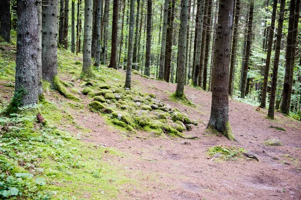 Árvores de floresta de verão. natureza verde madeira fundos de luz solar — Fotografia de Stock